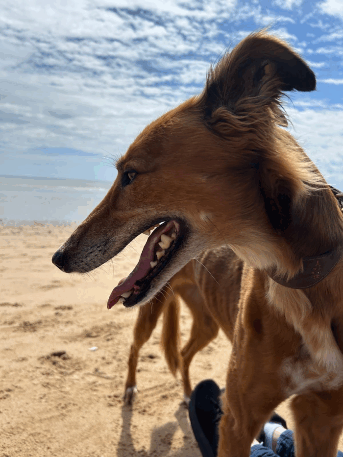 Pixie Goes To Canine Conditioning