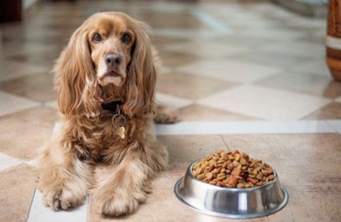 Supporting our Seniors